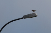 Redshank (Tringa totanus)