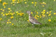 Golden plover (Pluvialis apricaria)