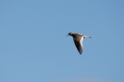 Redshank (Tringa totanus)