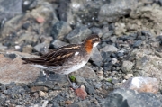 Red-necked Phalarope (Phalaropus lobatus)