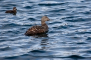 Eider (Somateria mollissima)