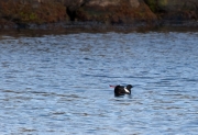 Black guillemot (Cepphus grylle)