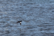 Black guillemot (Cepphus grylle)