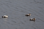 Eider (Somateria mollissima)