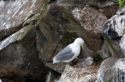 Kittiwake (Rissa tridactylo)