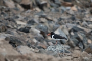 Oyestercatcher (Haemolupus ostralegus)