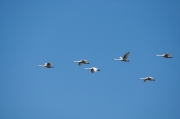 Whooper Swan (Cygnus cygnus)