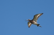 Black-tailed Godwit (Limosa limosa)