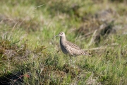 Whimbrel (Numenius phaeopus)