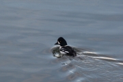 Barrow goldeneye (Bucephala islandica)