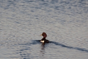 Tufted Duck (Aythya furigula)