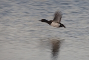 Tufted Duck (Aythya furigula)