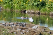 Black-headed Gull (Larus ridibundus)