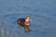 Horned Grebe (Podiceps auritus)