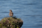 Redwing (Turdus iliacus)