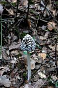 Coprinus picaceus (Bull.:Fr.) S.F. Gray