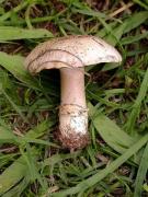 Agaricus bitorquis