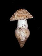 Amanita strobiliformis  (Paulet) Bertillon (=A. solitaria)