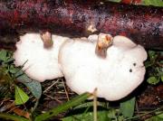Polypore alvéolé (Polyporus arcularius)