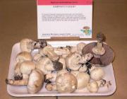 Xampinyó pudent (Agaricus xanthodermus Génev.)