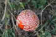 Amanita muscaria