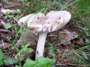 Amanita Vaginata