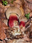 Boletus calopus