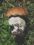 Cep (Boletus edulis)