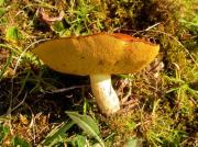 Molleric (Suillus granulatus)