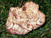 Polypore bisannuel (Abortiporus biennis)