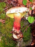 Boletus pulverulentus