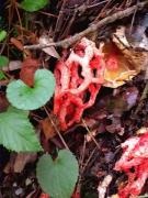 Gita de bruixa (Clathrus ruber)