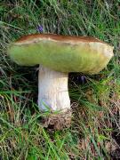 Cep (Boletus aestivalis)