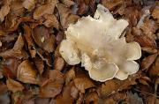 Clitocybe gibba (Pers.:Fr.) Kumm (= C. Iinfundibiliformis)