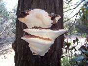 Bolet d'esca marginat (Fomitopsis Pinicola)