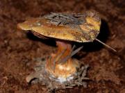 Cortinarius calochrous (Pers.:Fr.) Fr.