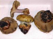 Cortinarius cedretorum var. suberetorum Maire