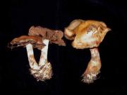 Cortinarius infractus (Pers.:Fr.) Fr.