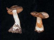 Cortinarius diosmus Bon & Trescal