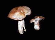 Cortinarius variecolor (Pers.:Fr.) Fr.