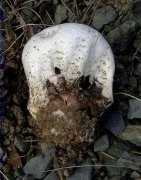 Calvatia utriformis