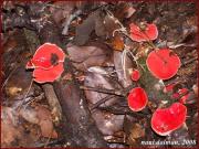 Cassoleta Vermella (Sarcoscypha Coccinea)