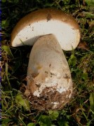 Cep (Boletus edulis)