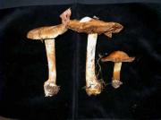 Cortinarius glaucopus (Sch.;Fr.) Fr.