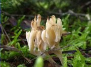 Peu de rata gris (Clavulina cinerea)