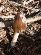 Coprinus picaceus