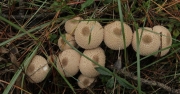 Pet de llop (Lycoperdon perlatum)