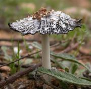 Bolet de tinta (Coprinus comatus) ? 1/2