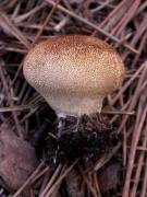 Lycoperdon foetidum (=L. nigrescens)