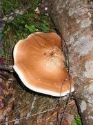 Fomitopsis pinicola